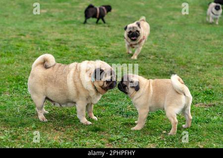 many dogs playing in a dog day care centrum together outside free . Stock Photo