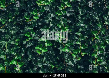 Green leaves pattern background. Natural background and wallpaper. Small green leaves texture. Clean environment. Ornamental plant in the garden. Eco Stock Photo
