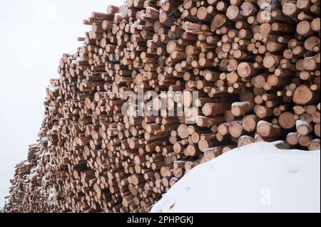 Stacked logs Stock Photo