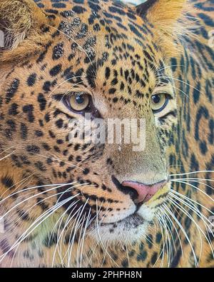 Leopard a close up Stock Photo