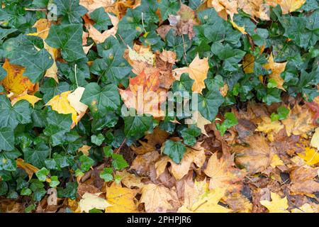 Autumn Sidewalk Texture Background, Yellow Fallen Leaves on Old Pathway, Paving Stones with Autumn Leaves and Green Ivy Border Stock Photo