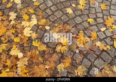 Autumn Sidewalk Texture Background, Yellow Fallen Leaves on Old Pathway, Paving Stones with Autumn Leaves and Green Ivy Border Stock Photo