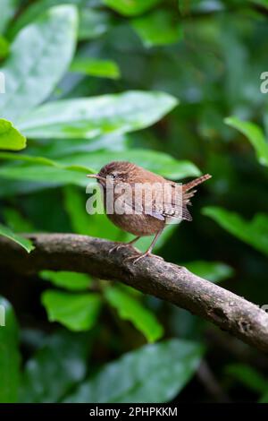 A close up image of a Wren Troglodytes troglodytes one of our smallest British birds yet renowned for its loud and tuneful melodic song Stock Photo