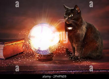 fortune teller medieval crystal ball with cat Stock Photo