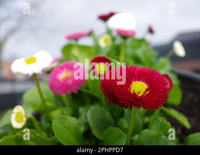 Mixture of cultivated English daisy plants with red, pink and white flowers. Focus in on the first flower. The others are blurred. Stock Photo