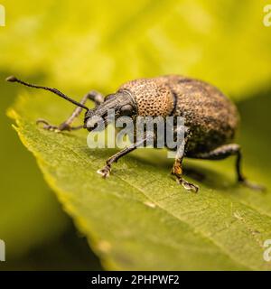 A macro shot of Otiorhynchus ligustici, known as the alfalfa snout beetle. Stock Photo