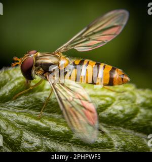 A macro shot of Episyrphus balteatus, the marmalade hoverfly on a green leaf. Stock Photo