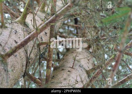 Looking up a spruce tree trunk through branches with green lichen. Forestry, environment and sustainability concepts Stock Photo