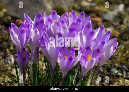 Clump, Flowers, Crocuses, Cluster, Purple, Hardy, Plants, Blooming, Early spring, Springtime, Season, March Garden Spring Flowers Stock Photo
