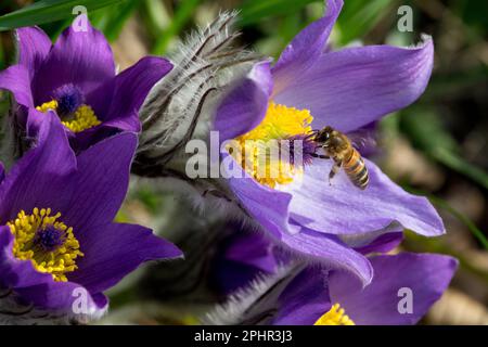 Pasque flower, Insect, Pulsatilla, Flower, Honey Bee, Apis mellifera, Bee-friendly, Plant in spring Stock Photo