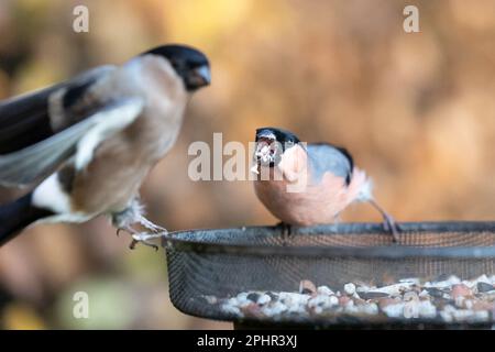 Male Eurasian Bullfinch (Pyrrhula pyrrhula) displaying aggressive behaviour towards a female bullfinch - Yorkshire, UK (November 2022) Stock Photo