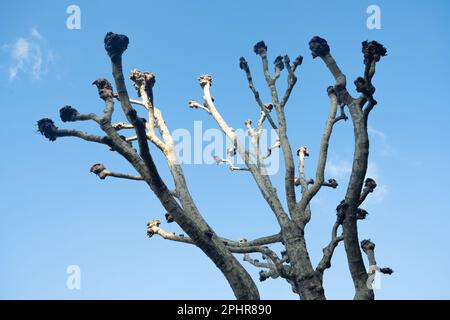 London- January 2023: London  Plane or London Planetree cut back- a common tree on the urban residential streets of London Stock Photo