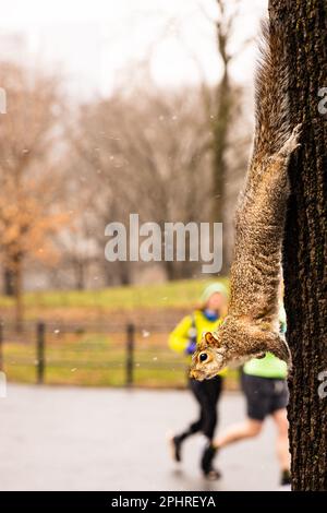 Squirrel climbing down tree on a snowy day in Central Park, New York, Manhattan. Brightly dressed joggers in background. Used a wide aperture lens Stock Photo