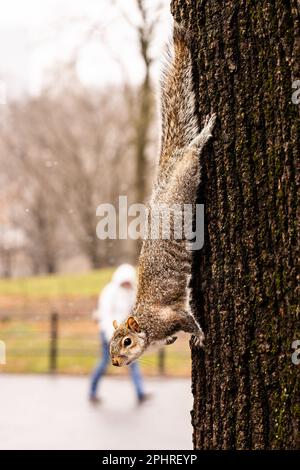 Squirrel climbing down tree on a snowy day in Central Park, New York, Manhattan. Person wearing white hooded jacket. Used a wide aperture lens Stock Photo