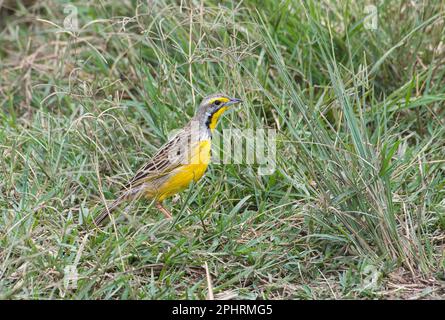 Yellow-throated longclaw (Macronyx croceus) foraging on the ground Stock Photo