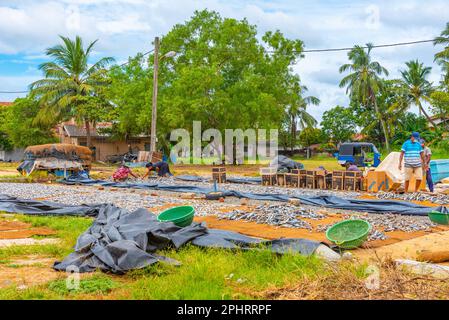 Fish and other seafood being dryed under the open sky in Negombo, Sri Lanka. Stock Photo