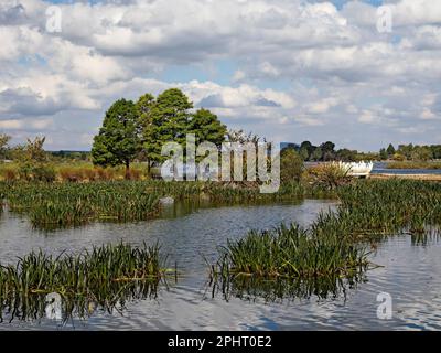 Ballarat Australia /  The Swan Pool at Lake Wendouree. Stock Photo