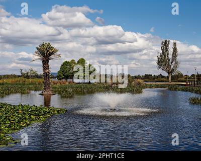 Ballarat Australia /  The Swan Pool at Lake Wendouree. Stock Photo