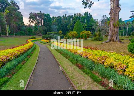 Royal botanical gardwen in Kandy, Sri Lanka. Stock Photo