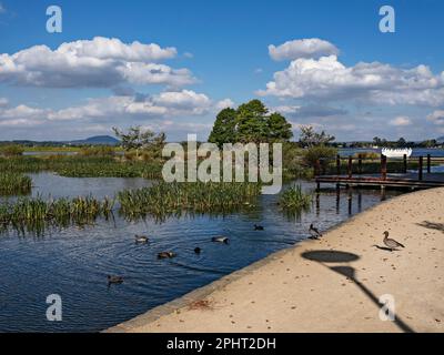 Ballarat Australia /  The Swan Pool at Lake Wendouree. Stock Photo