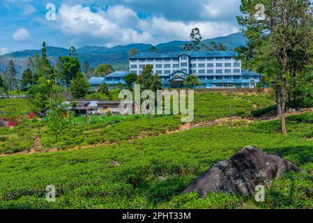 Bluefield tea factory at Sri lanka Stock Photo - Alamy