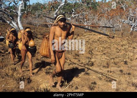 Semi-nomadic indigenous Eñepa people traveling in savanna in southern Bolívar State in Venezuela according to seasonal availability of natural resources. Man carries Stock Photo