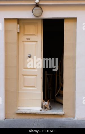 A vicious guard dog on duty in the doorway - Valletta, Malta Stock Photo