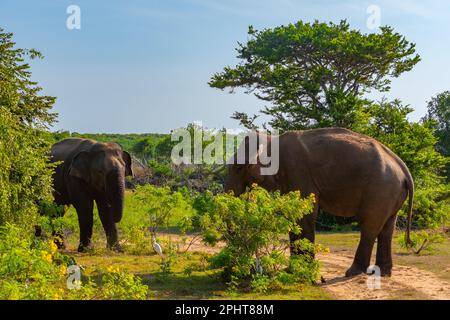 Asian elephants at Bundala national park in Sri Lanka. Stock Photo