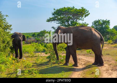 Asian elephants at Bundala national park in Sri Lanka. Stock Photo