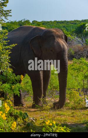 Asian elephants at Bundala national park in Sri Lanka. Stock Photo