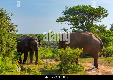 Asian elephants at Bundala national park in Sri Lanka. Stock Photo