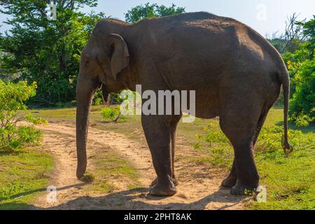 Asian elephants at Bundala national park in Sri Lanka. Stock Photo