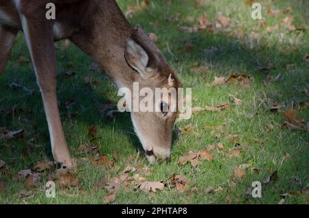 White-tailed Deer, Odocoileus virginianus, button-buck foraging for acorns Stock Photo
