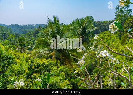 Mirissa hills cinnamon plantation at Sri Lanka. Stock Photo