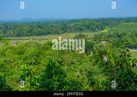 Mirissa hills cinnamon plantation at Sri Lanka. Stock Photo