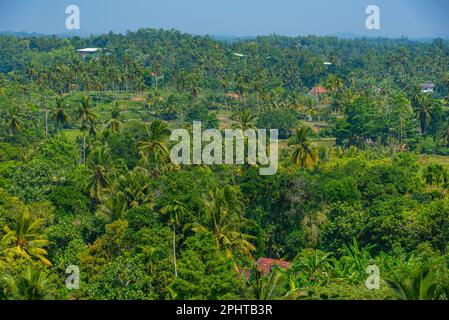 Mirissa hills cinnamon plantation at Sri Lanka. Stock Photo