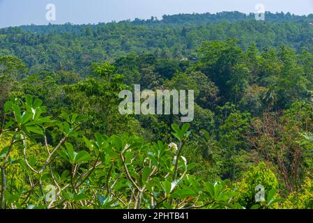 Mirissa hills cinnamon plantation at Sri Lanka. Stock Photo