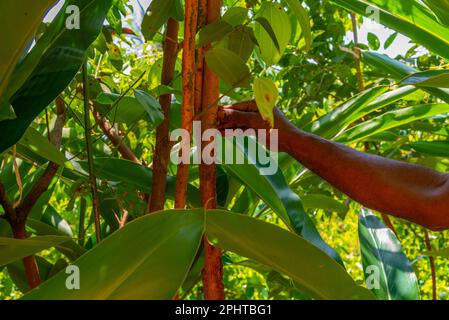 Mirissa hills cinnamon plantation at Sri Lanka. Stock Photo