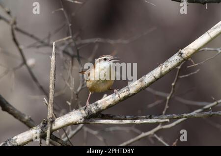 Carolina Wren, Thryothorus ludovicianus Stock Photo