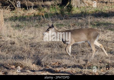 White-tailed Deer, Odocoileus virginianus, doe Stock Photo