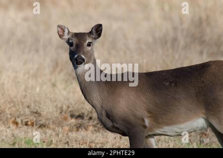 White-tailed Deer, Odocoileus virginianus, doe Stock Photo