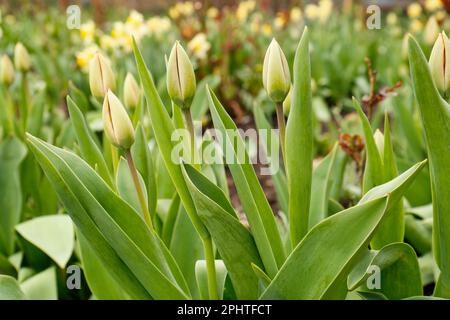 Beautiful unopened tulip buds growing in garden on spring day Stock Photo