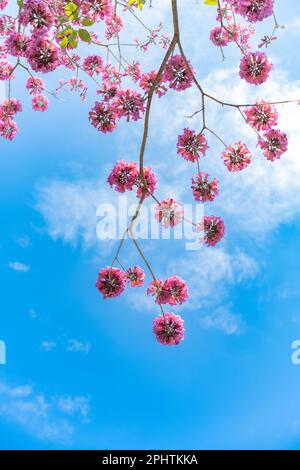 beautiful blooming Tabebuia Rosea or Tabebuia Chrysantha Nichols vertical composition Stock Photo