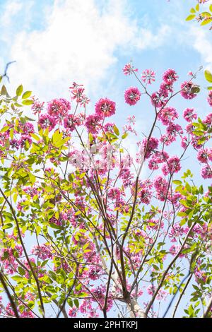 beautiful blooming Tabebuia Rosea or Tabebuia Chrysantha Nichols vertical composition Stock Photo