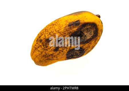 Rotten Mango Black Colour Isolated White Stock Photo 1814428049