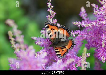 Butterfly urticaria on pink astilba in the garden. Stock Photo