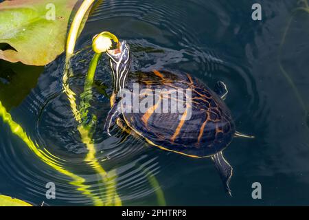 Florida Redbelly Turtle - Pseudemys nelsoni - eating water lily on Anhinga Trail in Everglades National Park, Florida. Stock Photo