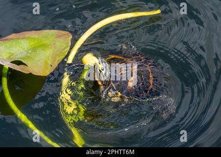 Florida Redbelly Turtle - Pseudemys nelsoni - eating water lily on Anhinga Trail in Everglades National Park, Florida. Stock Photo