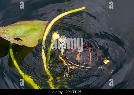 Florida Redbelly Turtle - Pseudemys nelsoni - eating water lily on Anhinga Trail in Everglades National Park, Florida. Stock Photo