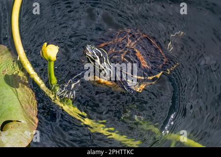 Florida Redbelly Turtle - Pseudemys nelsoni - eating water lily on Anhinga Trail in Everglades National Park, Florida. Stock Photo